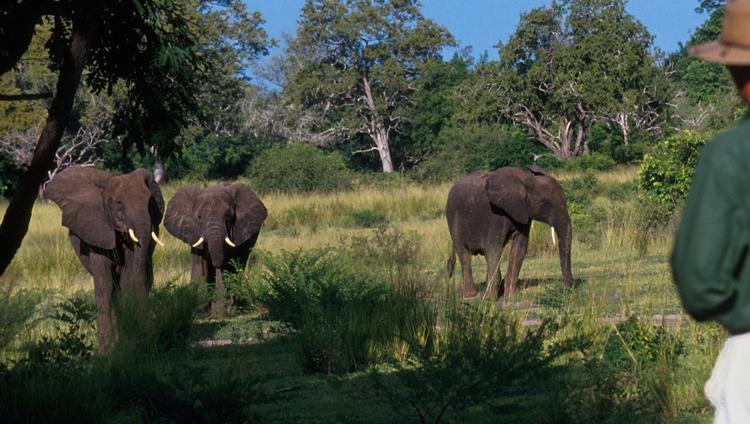 Sand Rivers Selous - Elefantenbeobachtung